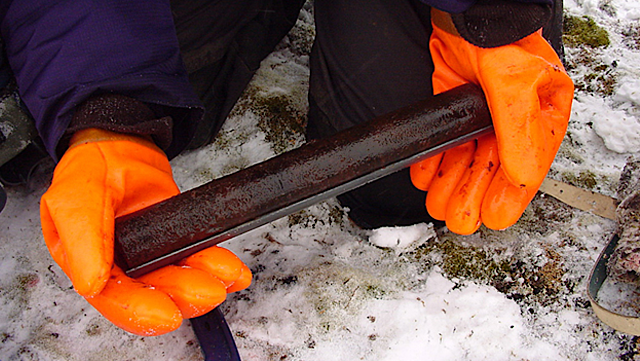 Moss Brought Back to Life After 1,500 Years Frozen in Ice