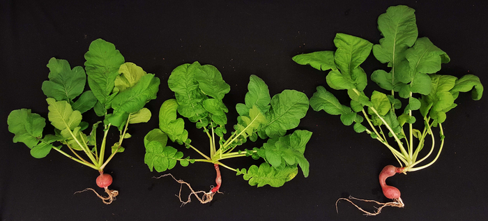 Growing Food On Mars: Alfalfa Can Fertilize Soil And Cyanobacteria Can Desalinate Salt Water