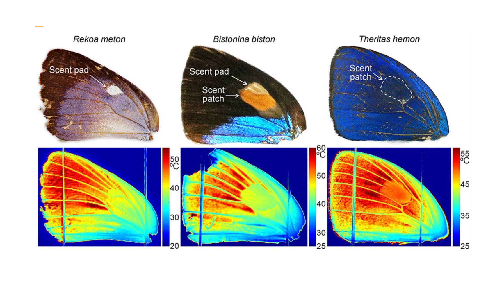 Tricorder Tech: Thermal Imaging Lets Researchers See Beyond The Surface of Butterfly Wings