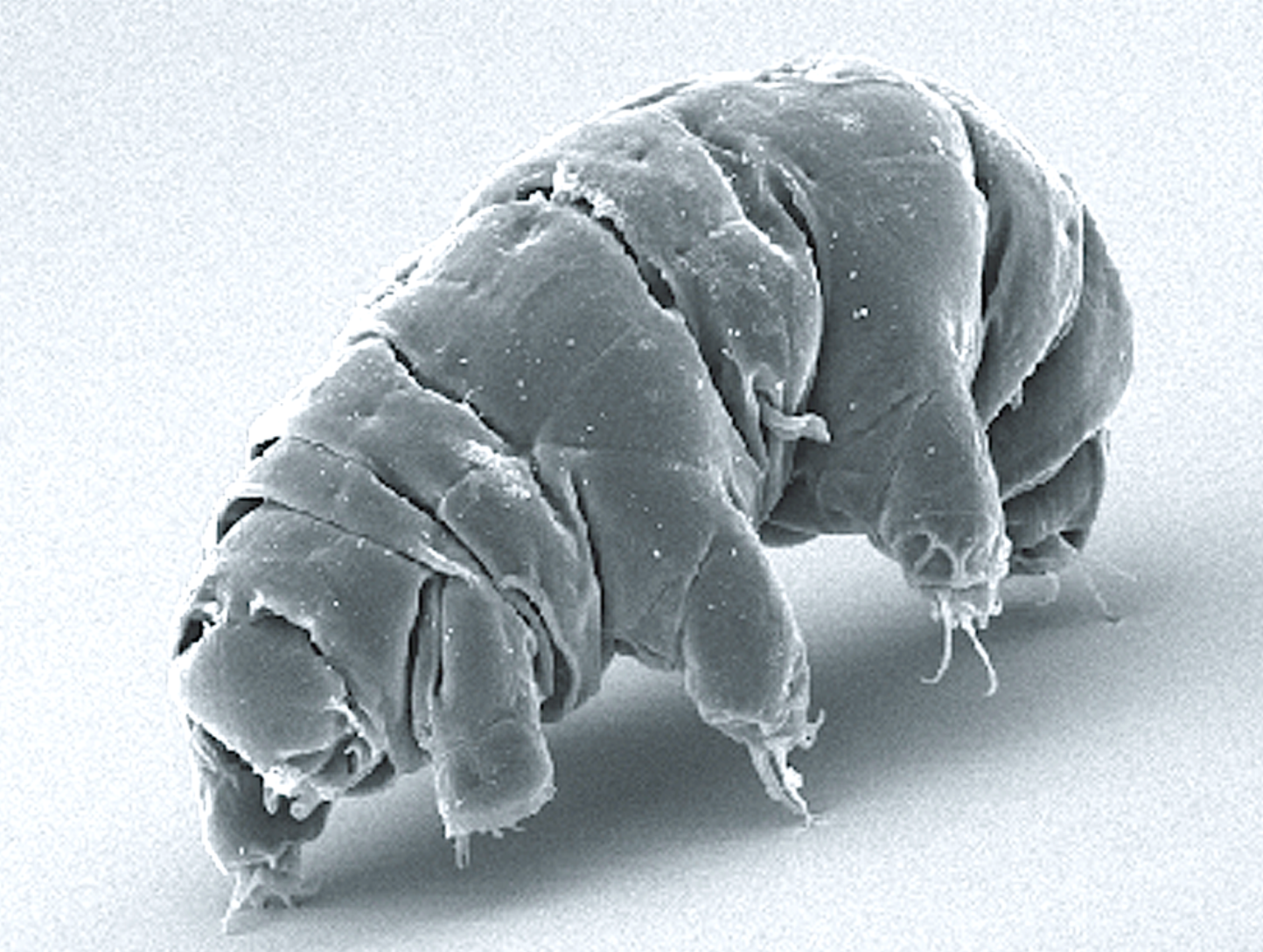 University Of Wyoming’s Boothby Receives NASA Grant To Study Effects Of Water Loss on Tardigrades