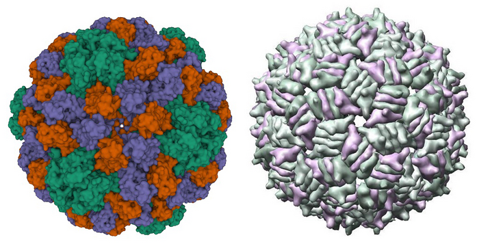 Distantly Related Viruses Share Self-assembly Mechanism