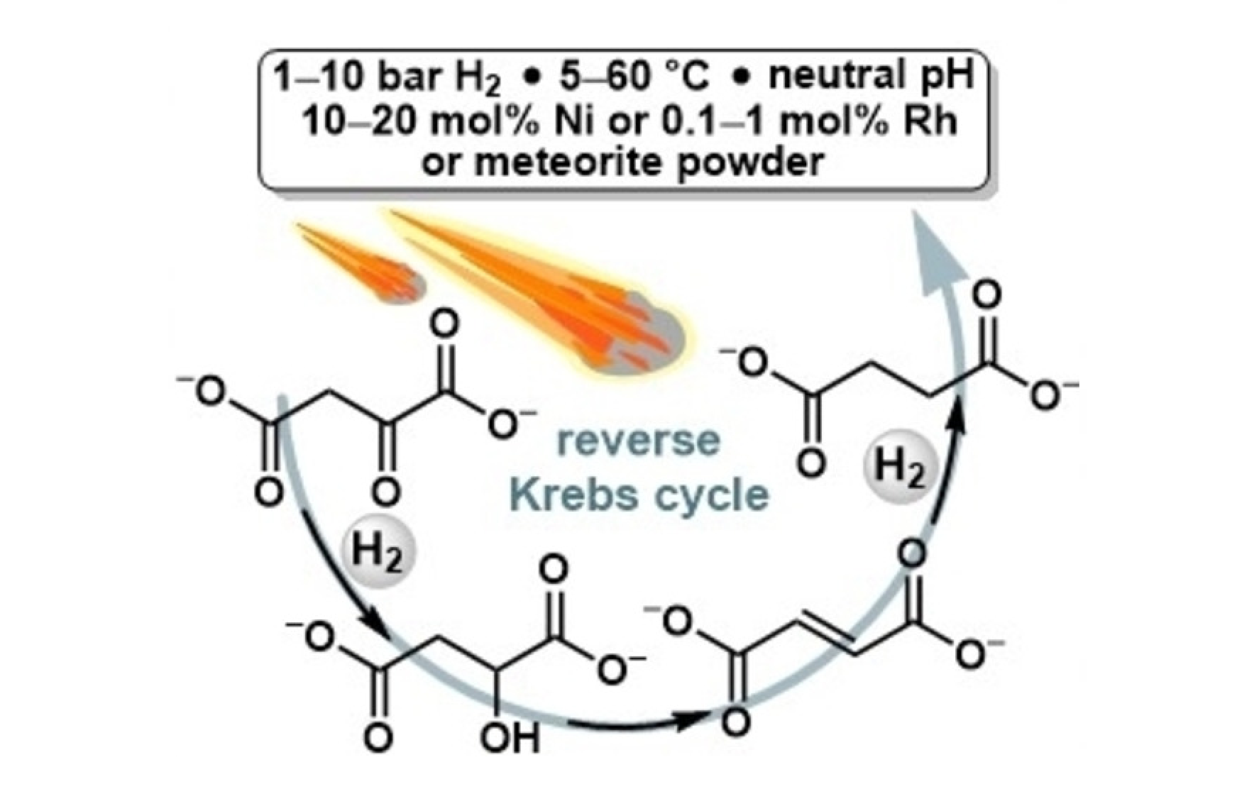 Primeval Reaction Pathways – Some Reactions In The Reverse Krebs Cycle Can Also Be Run Under Meteorite Catalysis