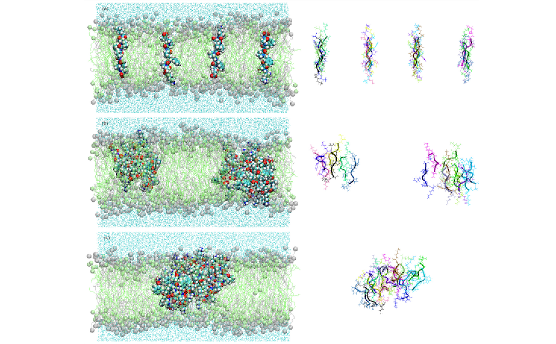 Membrane Structure Obtained In An Experimental Evolution Process