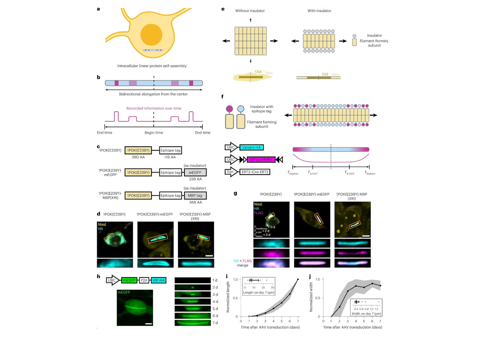 Self-Assembling Proteins Can Store Cellular “Memories”