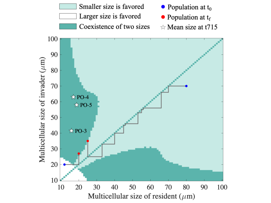 Emergence And Maintenance Of Stable Coexistence During A Long-term Multicellular Evolution Experiment