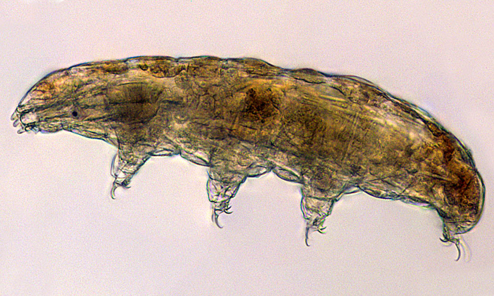 Preflight Picture Of A Space-Bound Tardigrade