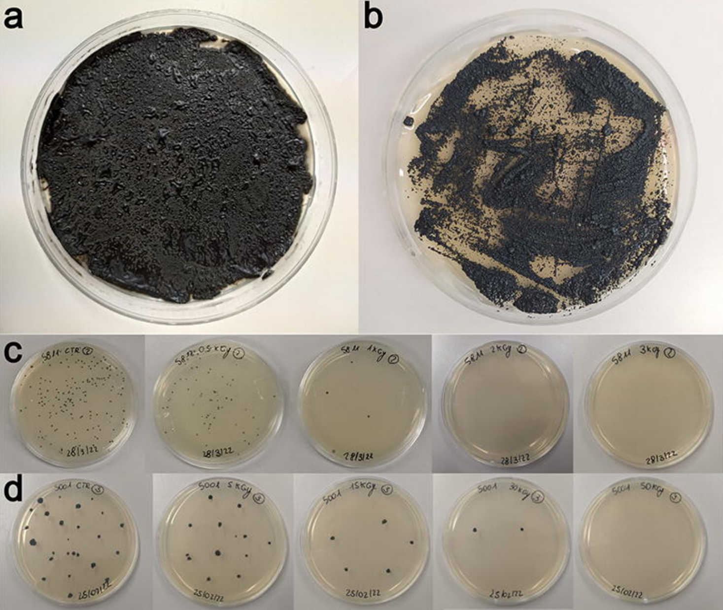 Geography And Environmental Pressure Are Predictive Of Class-specific Radioresistance In Black Fungi