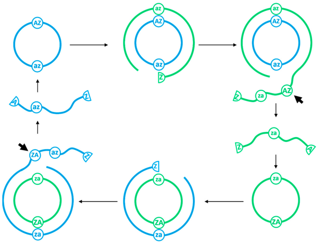 Rolling Circles As A Means Of Encoding Genes In The RNA World