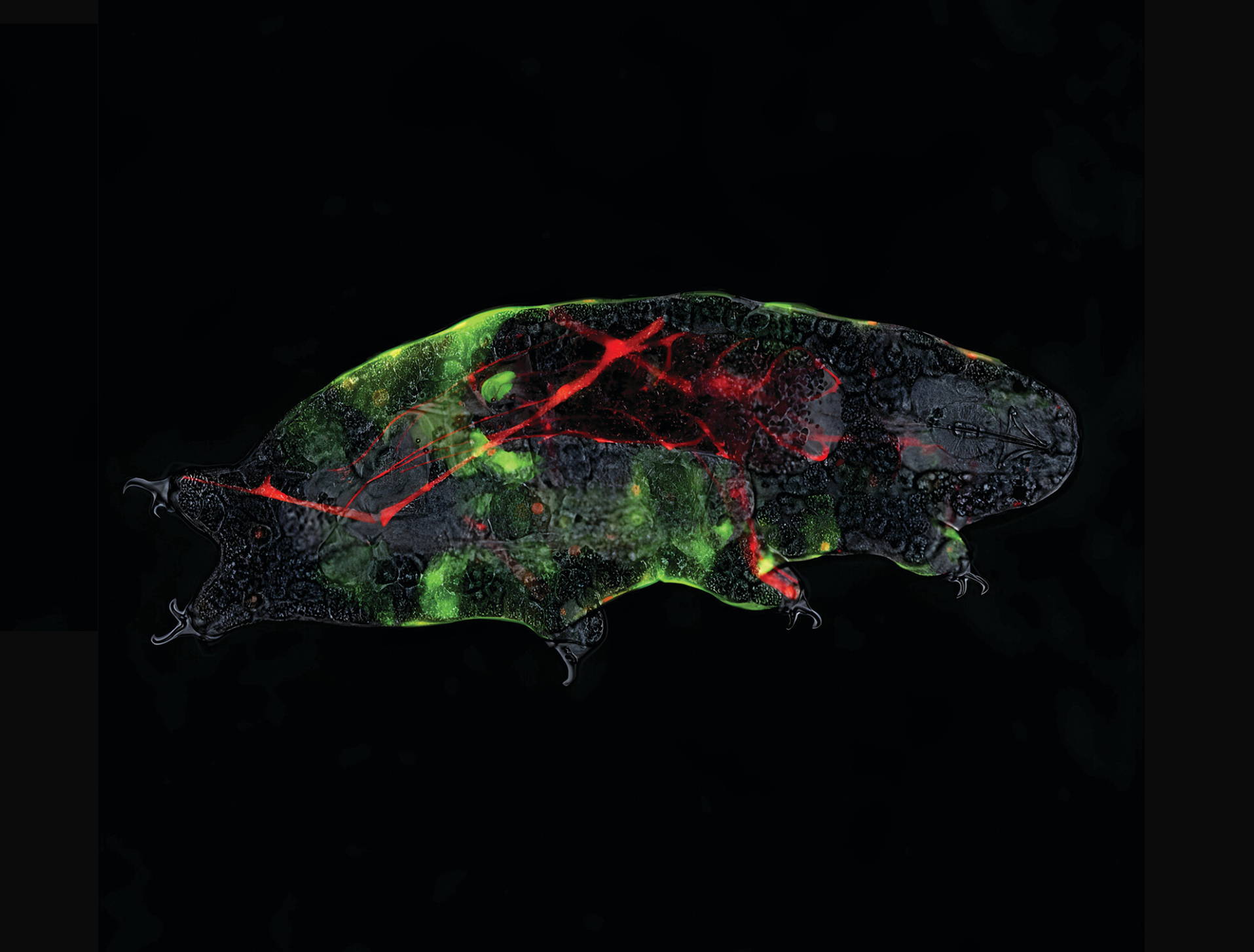 Tricorder Tech: New Live Imaging Technique Shows How Tardigrades Manage To Survive Dehydration