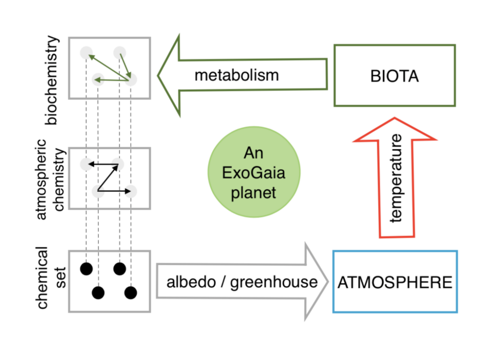 A Biotic Habitable Zone: Impacts Of Adaptation In Biotic Temperature Regulation