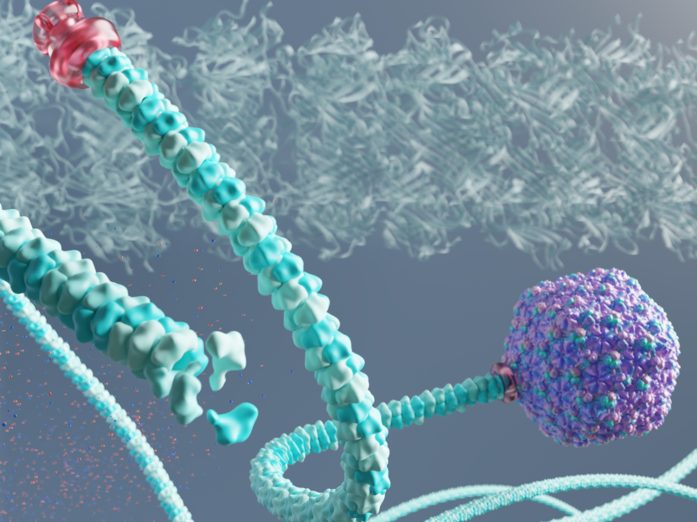 Bacteriophage P74-26 Virus: An Evolutionary Oddity