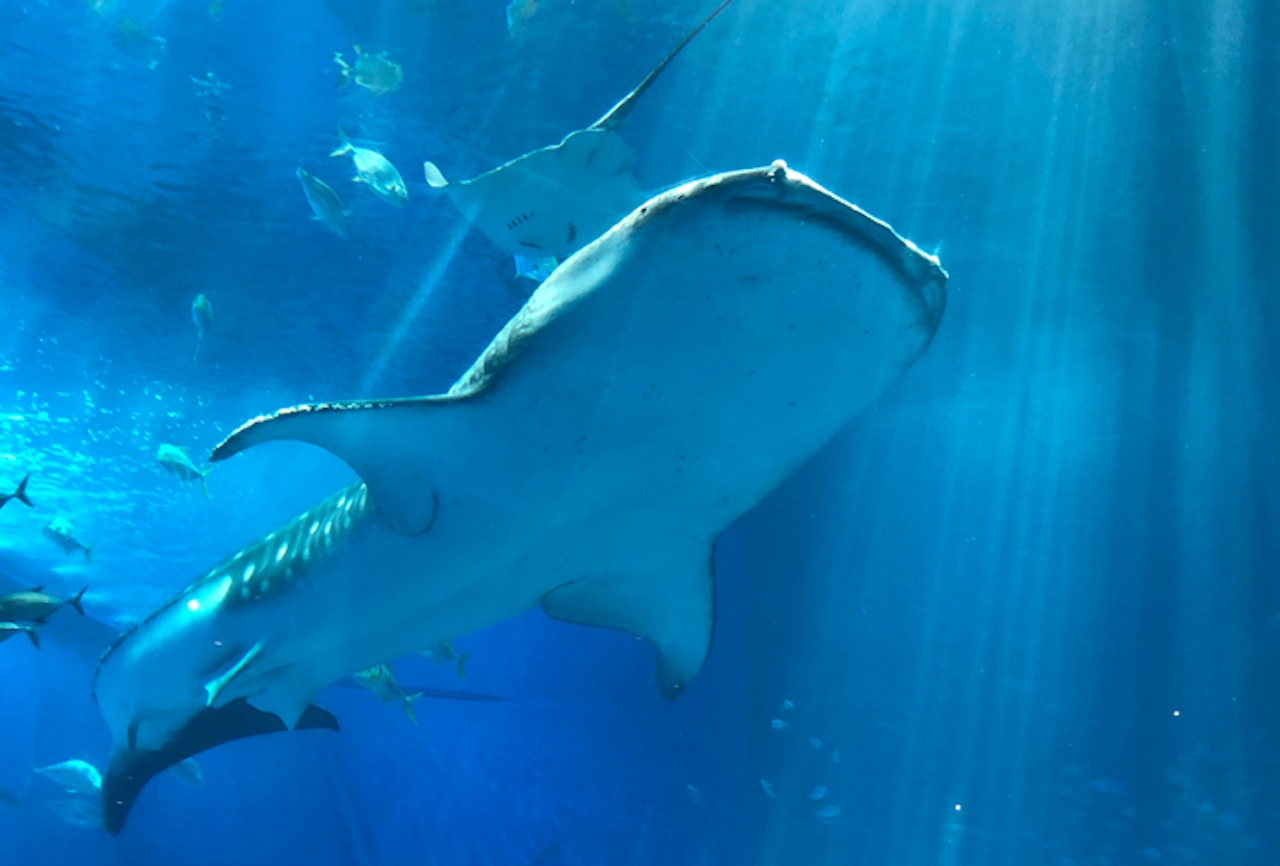 How Whale Shark Rhodopsin Evolved For Low Light Environments
