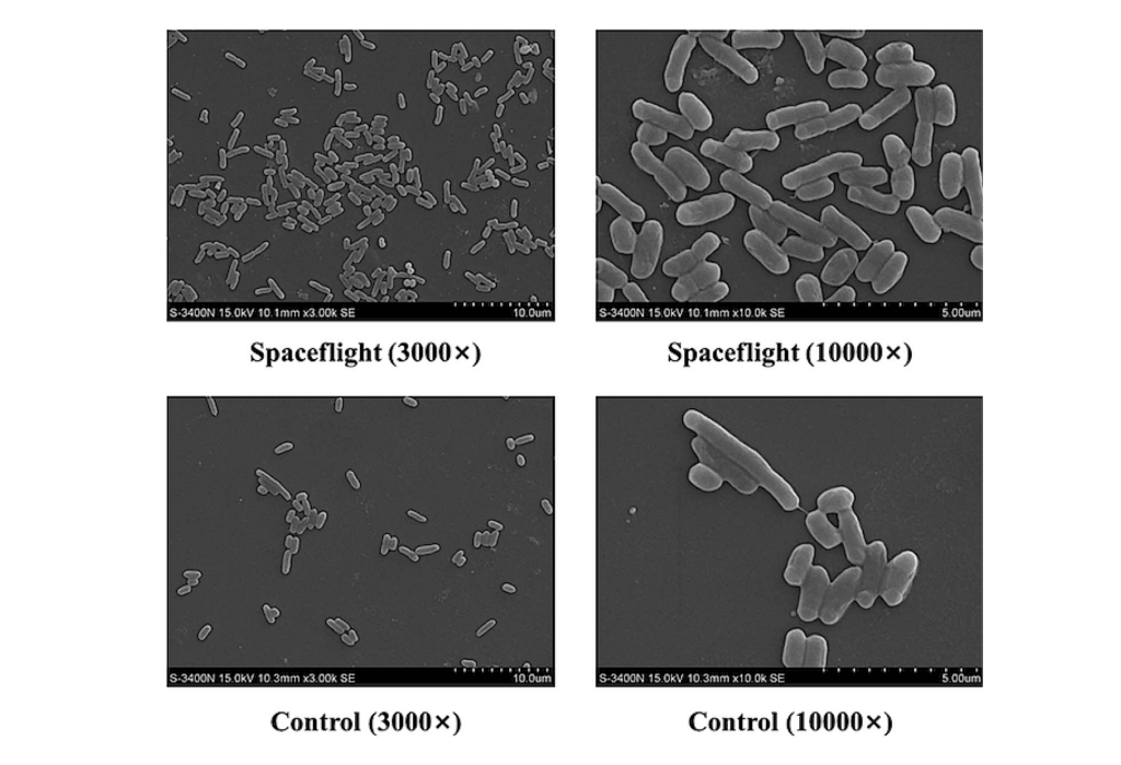 How Does Spaceflight Affect The Genomics And Proteomics Of Escherichia Coli?