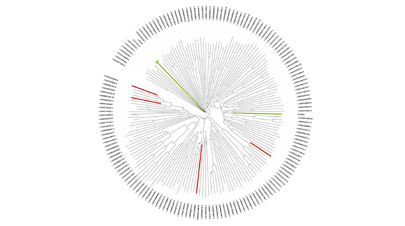 Metagenome Mining And Functional Analysis Reveal Oxidized Guanine DNA Repair At The Lost City Hydrothermal Field