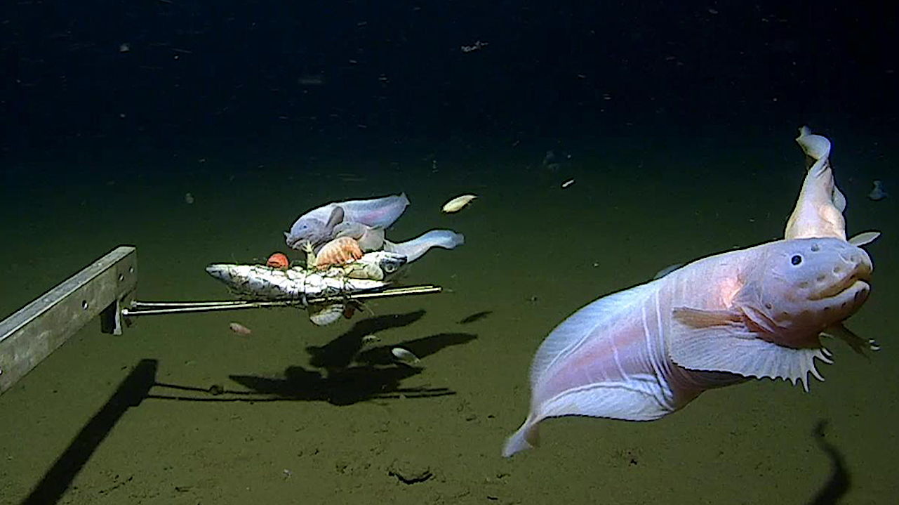 Away Team Discovers Earth’s Deepest Fish