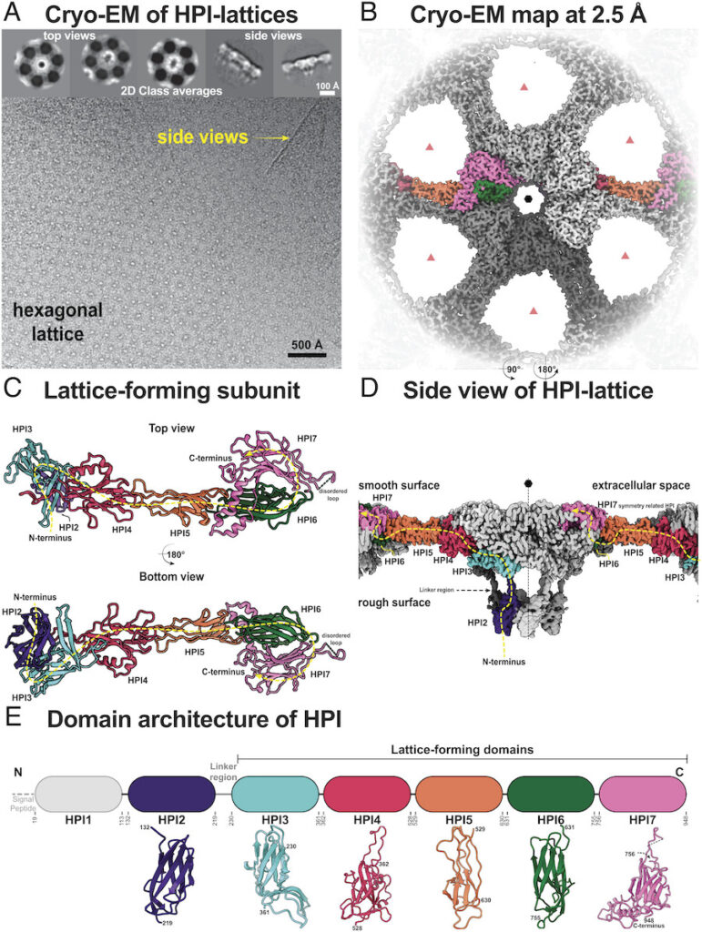 Elucidation Of The Structure Of The Surface Layer Of Deinococcus