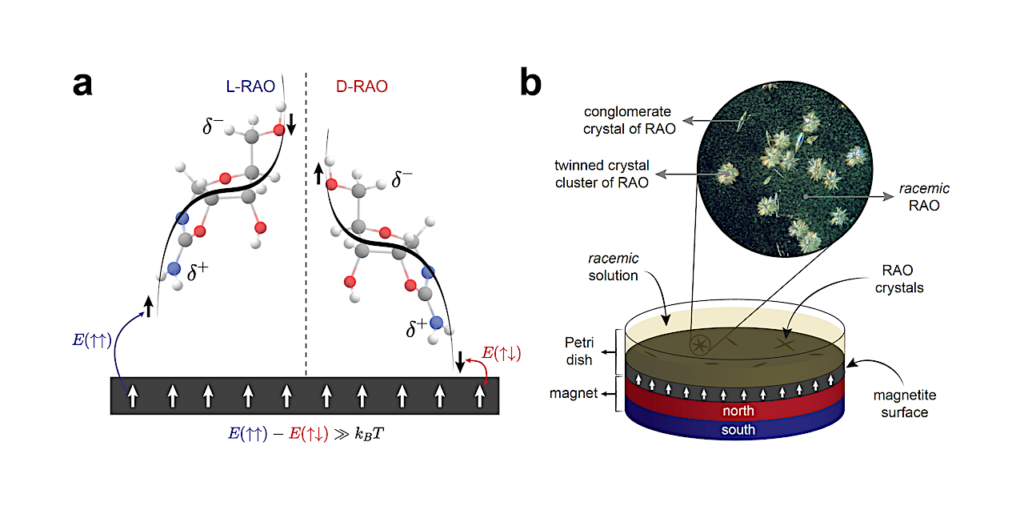 Origin of Biological Homochirality by Crystallization of an RNA Precursor on a Magnetic Surface
