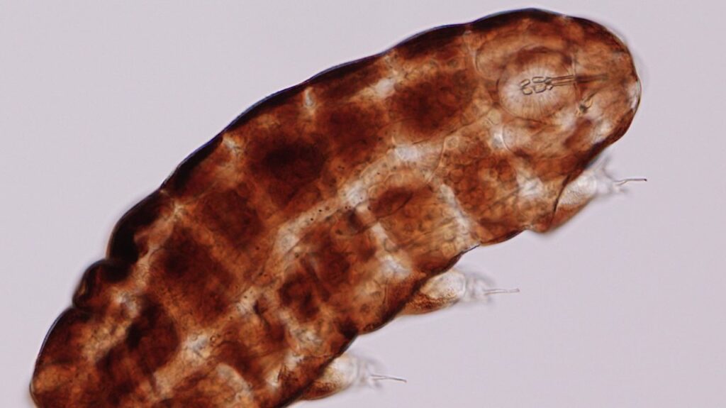 Denmark Is Crawling With Earth’s Most Resilient Creature: Tardigrades