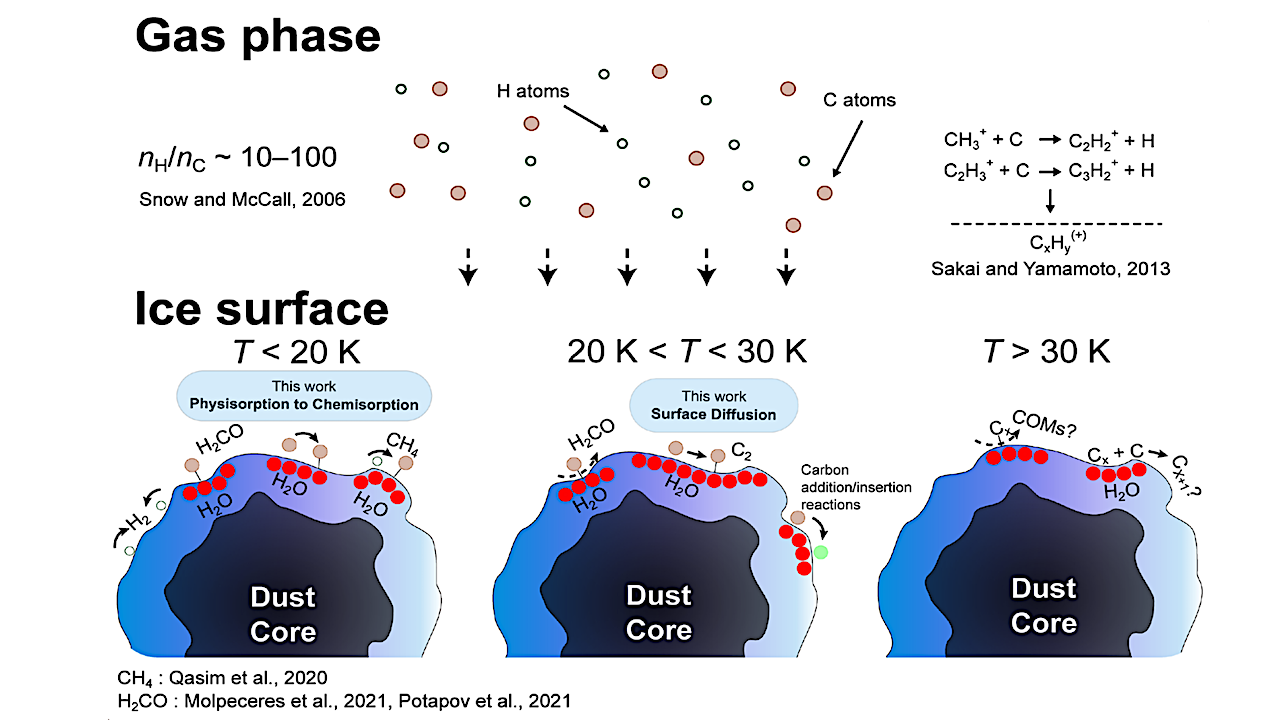 Surface Diffusion of Carbon Atoms as a Driver of Interstellar Organic Chemistry