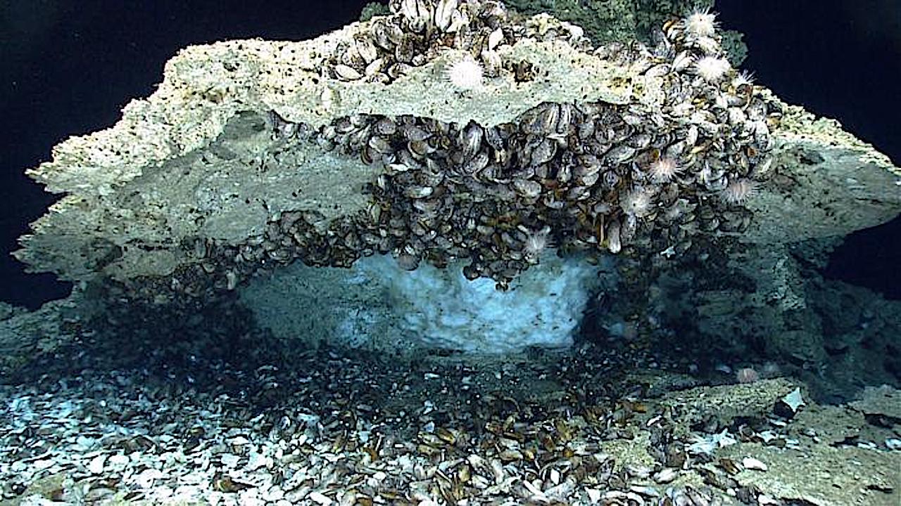 Novel Bacterial Proteins From Seafloor Shine Light On Climate And Astrobiology