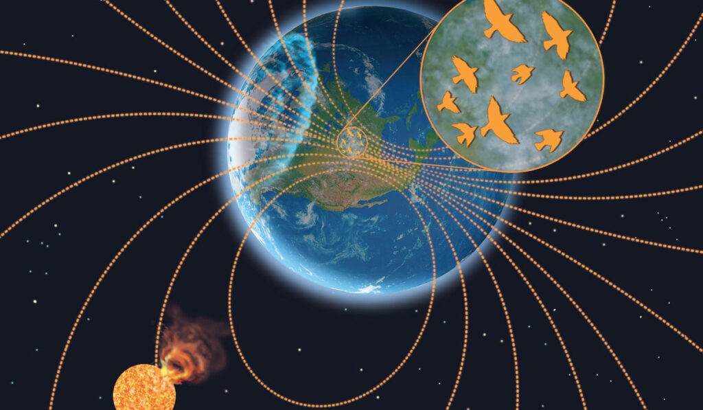 Space Weather From Our Local Star Disrupts Nocturnal Bird Migration On Earth