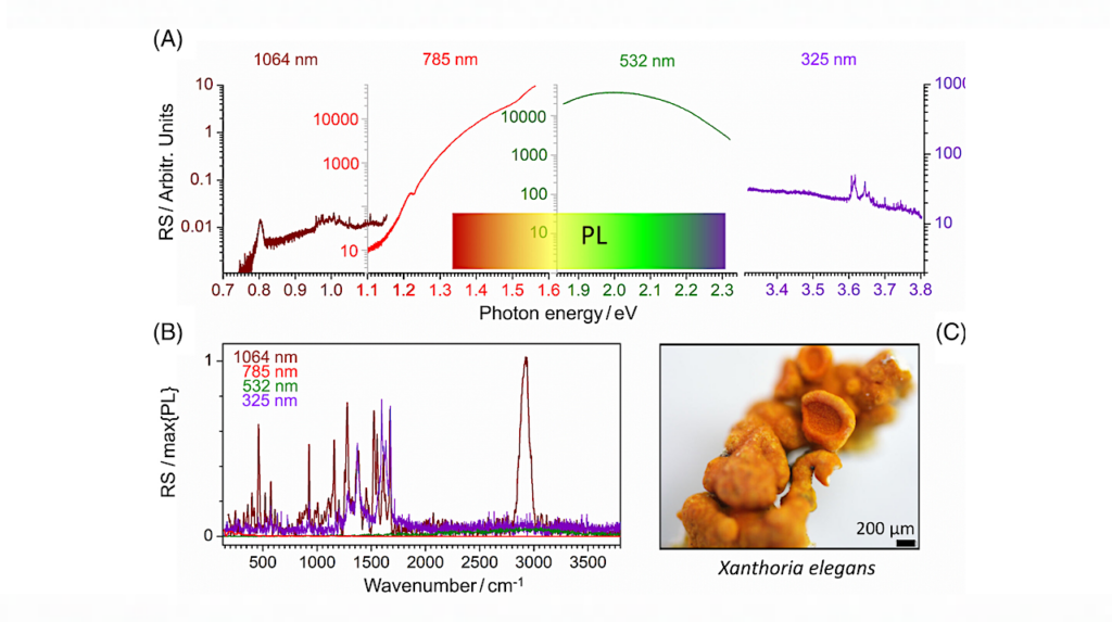 Comparative Raman Spectroscopy Of Astrobiology Relevant Bio-samples And Planetary Surface Analogs Under UV–VIS–IR Excitation