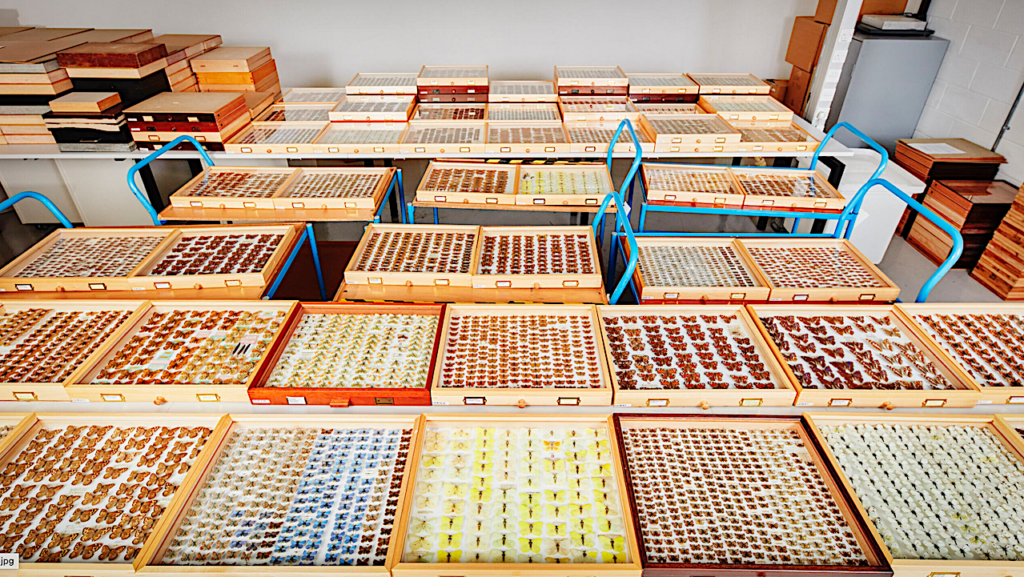 Digitizing UK Natural History Collections Is Vital To Understand Life On Earth