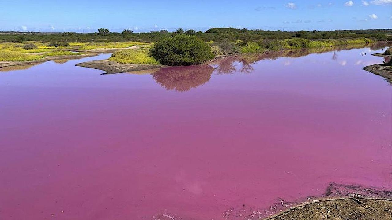 Extremophile Halobacteria Turns Water Very Pink At Keālia Pond National Wildlife Refuge