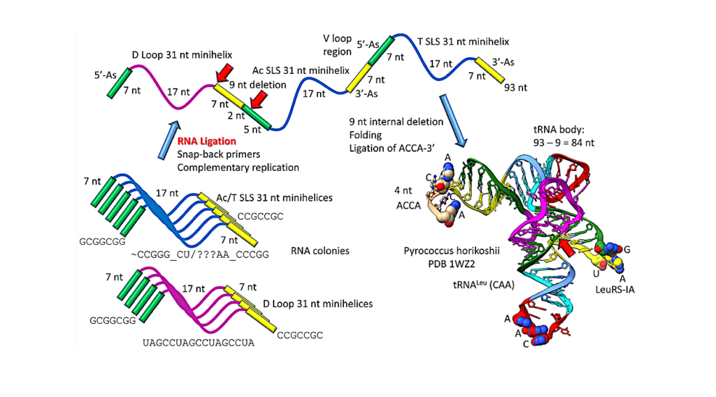 The 3 31 Nucleotide Minihelix tRNA Evolution Theorem and the Origin of Life
