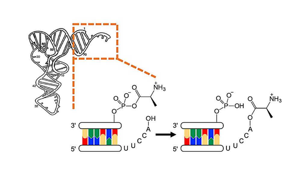 Triplet-Encoded Prebiotic RNA Aminoacylation