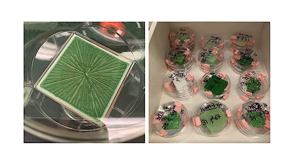 Desiccated Cyanobacteria Serve As Efficient Plasmid DNA Carrier In Space Flight