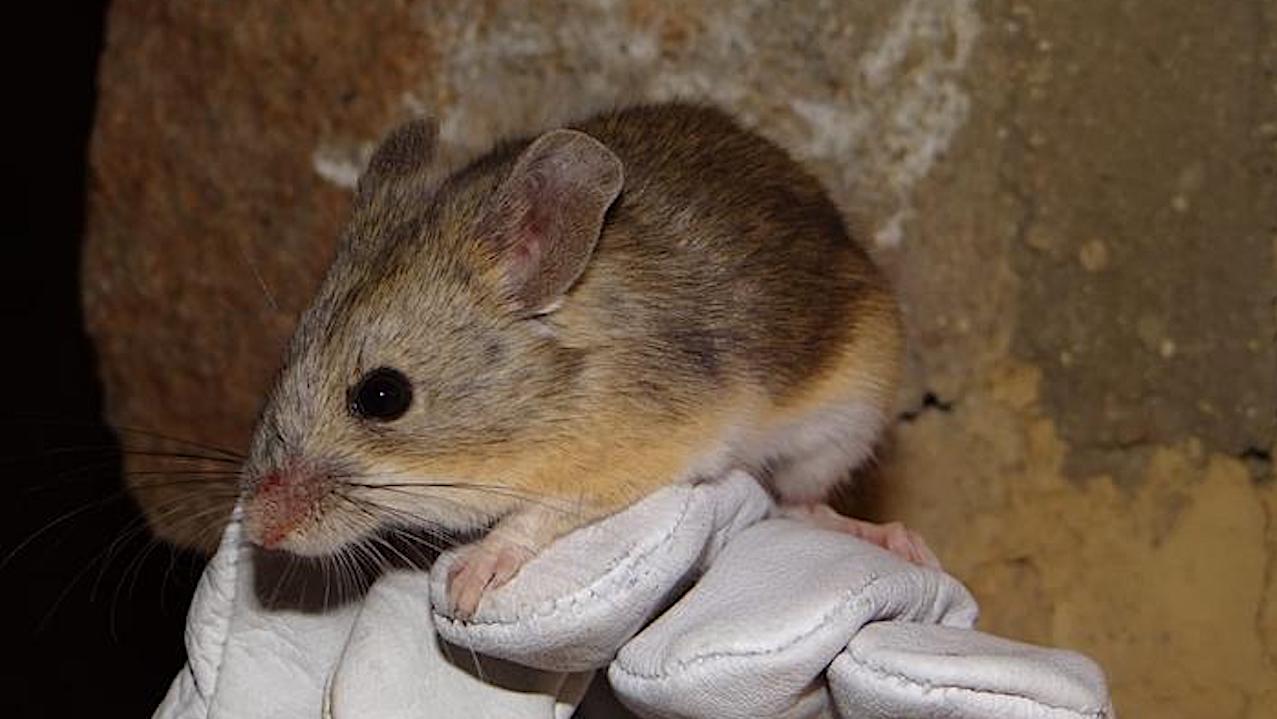 Mouse Mummies Point To Mammalian Life In “Mars-like” Andes
