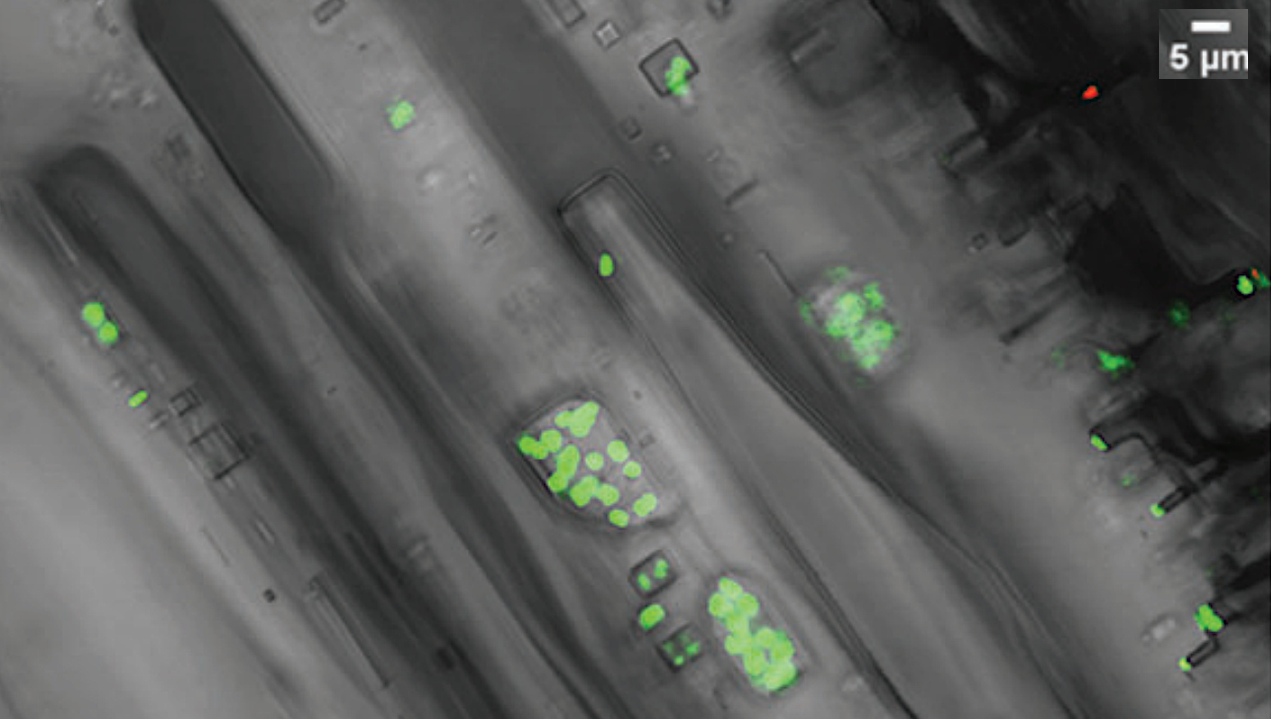 Protective Effects of Halite to Vacuum and Vacuum-Ultraviolet Radiation: A Potential Scenario During a Young Sun Superflare