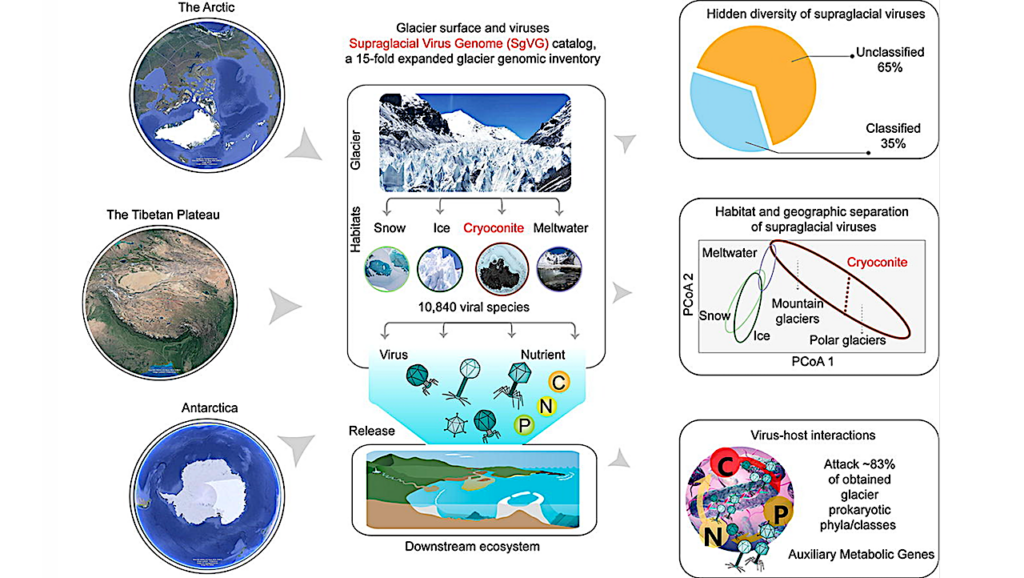 Acellular Players In The High Cryosphere: Diversity, Function And Activity Of The Global Supraglacial DNA Viruses