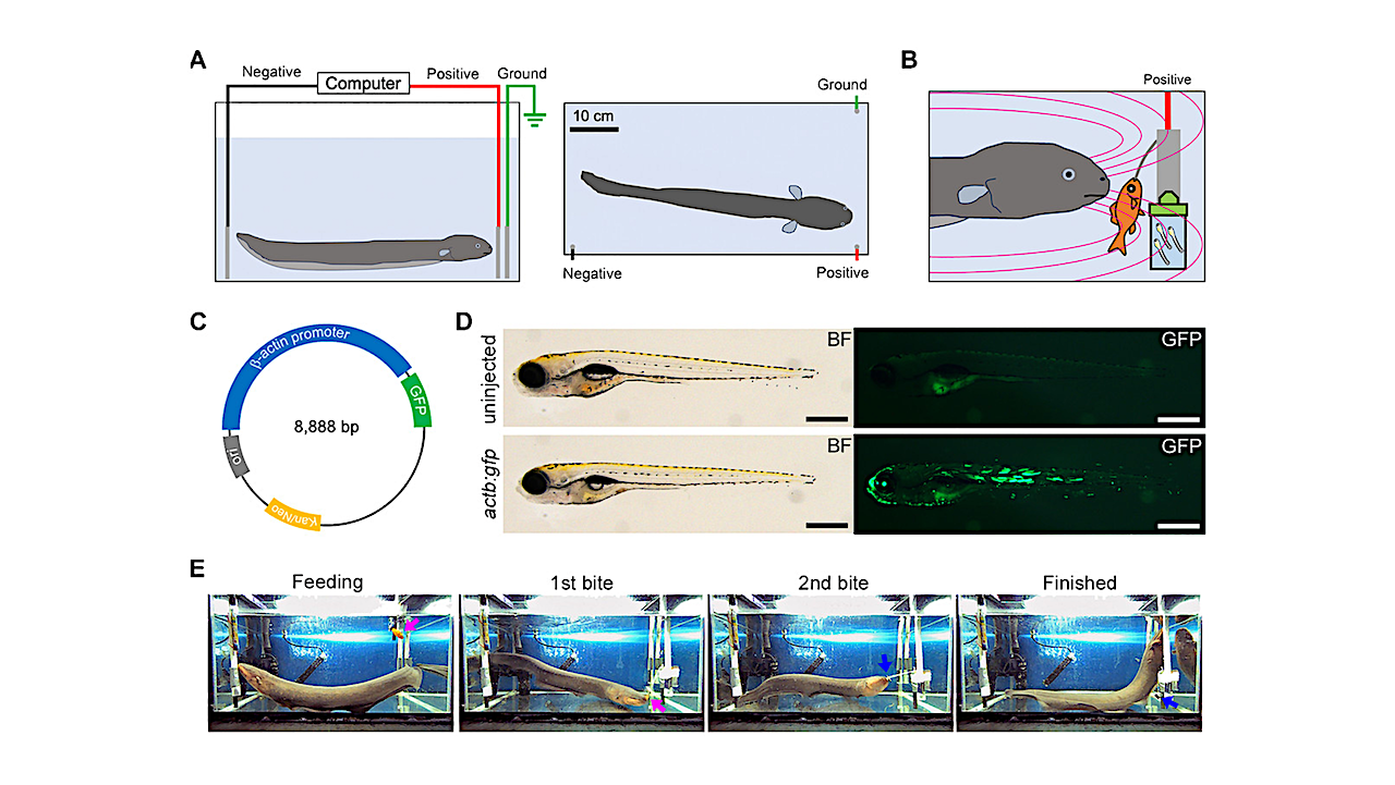Electricity From Electric Eels May Transfer Genetic Material To Nearby Animals