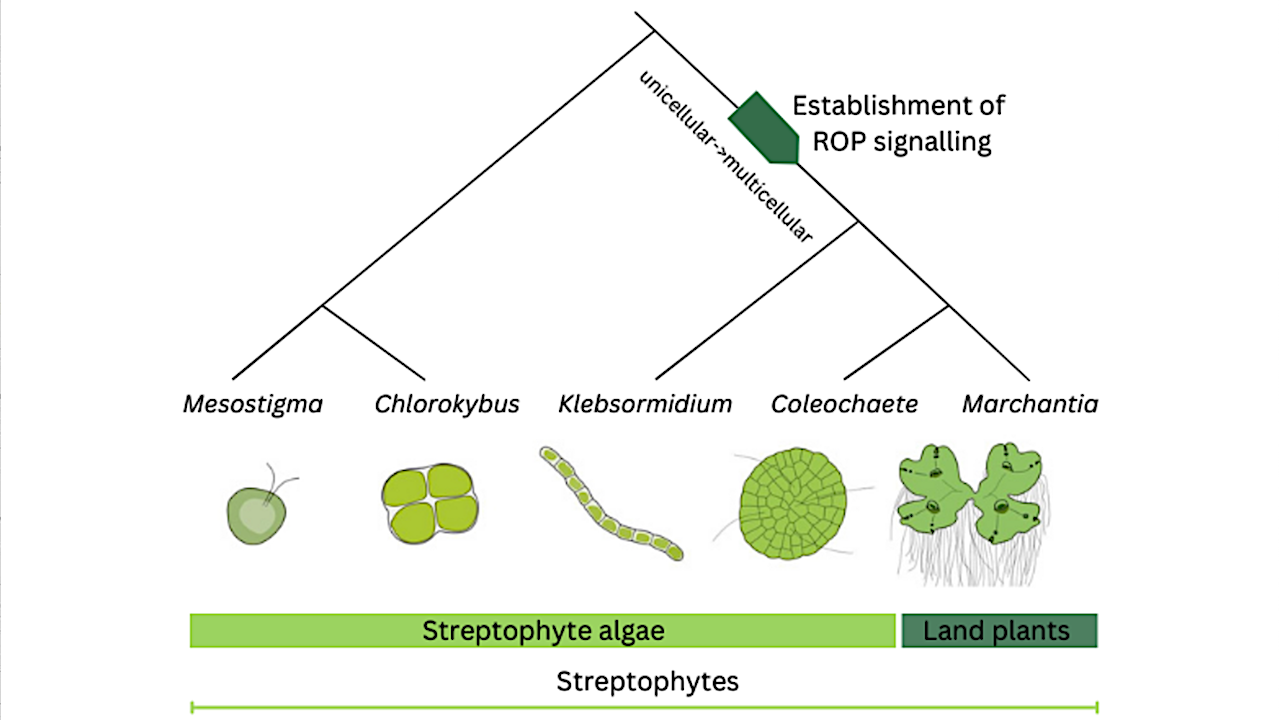 Señalización ROP: origen en los albores de la vida vegetal multicelular