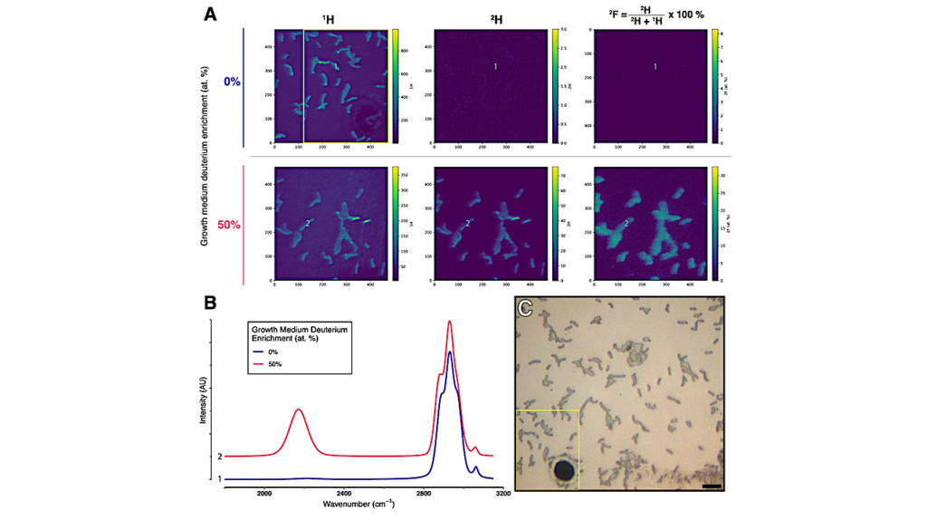 Tricorder Tech: Quantitative Measurement Of Microbial Growth Rate With Raman Microspectroscopy