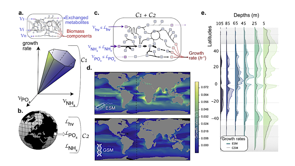 Modeling Genome-scale Knowledge In Earth’s Global Ocean