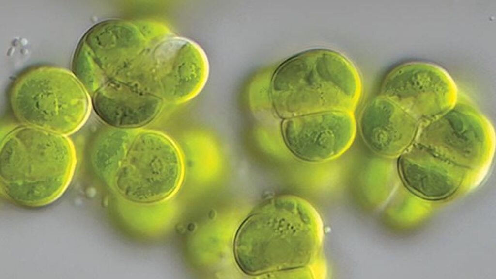Complex Green Organisms Emerged A Billion Years Ago
