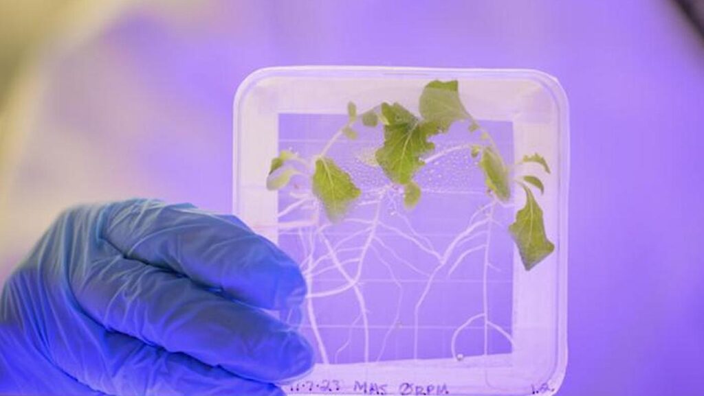 Human Pathogen Found To Contaminate Space Grown Vegetables