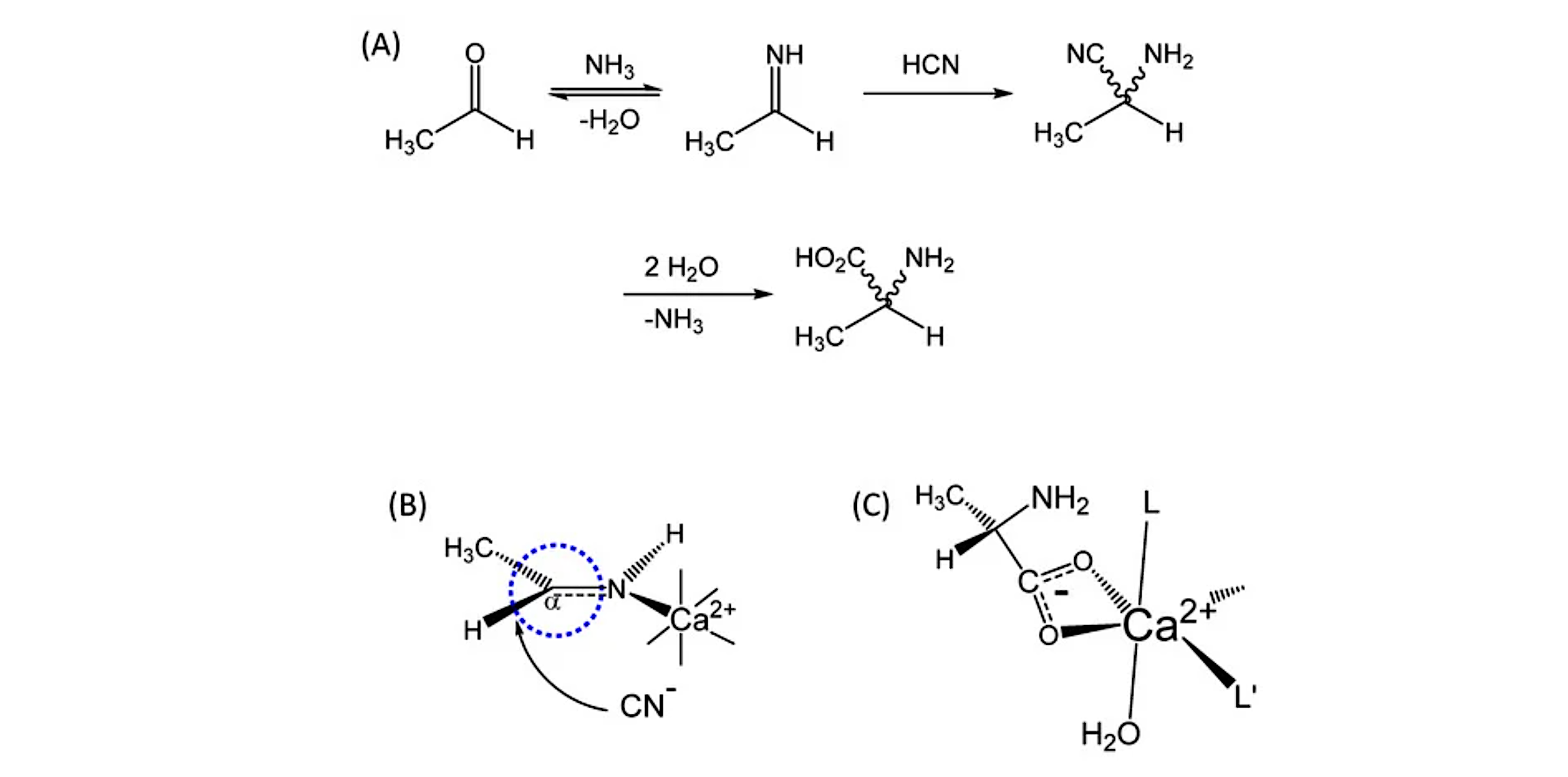 Influence of the Weak Nuclear Force on Metal-Promoted Autocatalytic Strecker Synthesis of Amino Acids: Formation of a Chiral Pool of Precursors for Prebiotic Peptide and Protein Synthesis