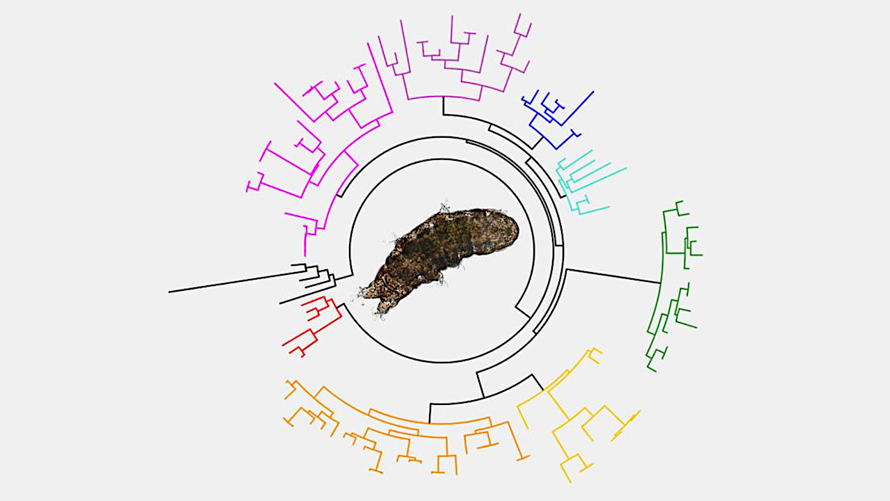 Tardigrade Genomes Reveal The Secrets Of Extreme Survival