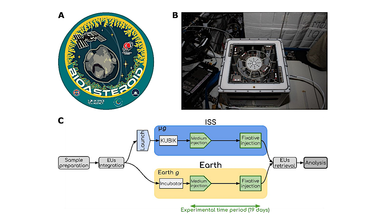 Testing Microbial Biomining From Asteroidal Material Onboard The International Space Station