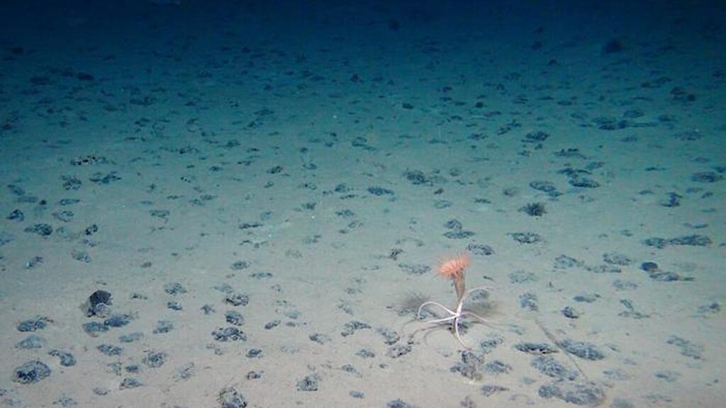 Unexpected Biodiversity On Earth’s Ocean Floor