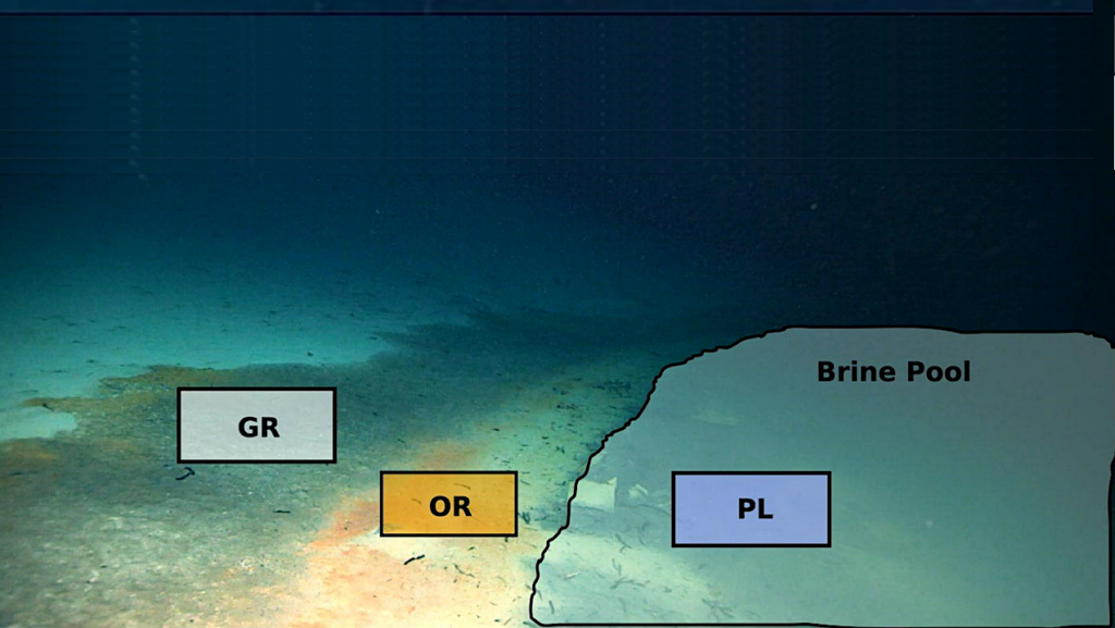 Active Prokaryotic And Eukaryotic Viral Ecology Across Spatial Scale In A Deep-sea Brine Pool