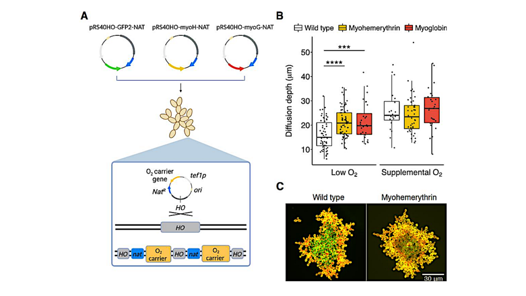 Examining The Role Of Oxygen-binding Proteins On The Early Eevolution Of Multicellularity