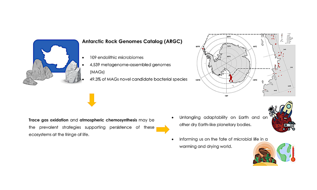Metagenomics Untangles Potential Adaptations of Antarctic Endolithic Bacteria at the Fringe of Habitability