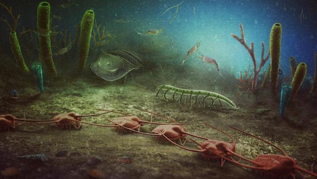 470 Million Year Old Fossil Site From Earth’s Lower Ordovician Period Uncovered In France