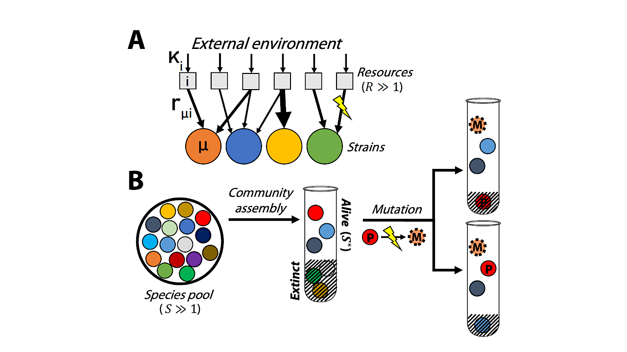 Predicting The First Steps Of Evolution In Randomly Assembled Communities