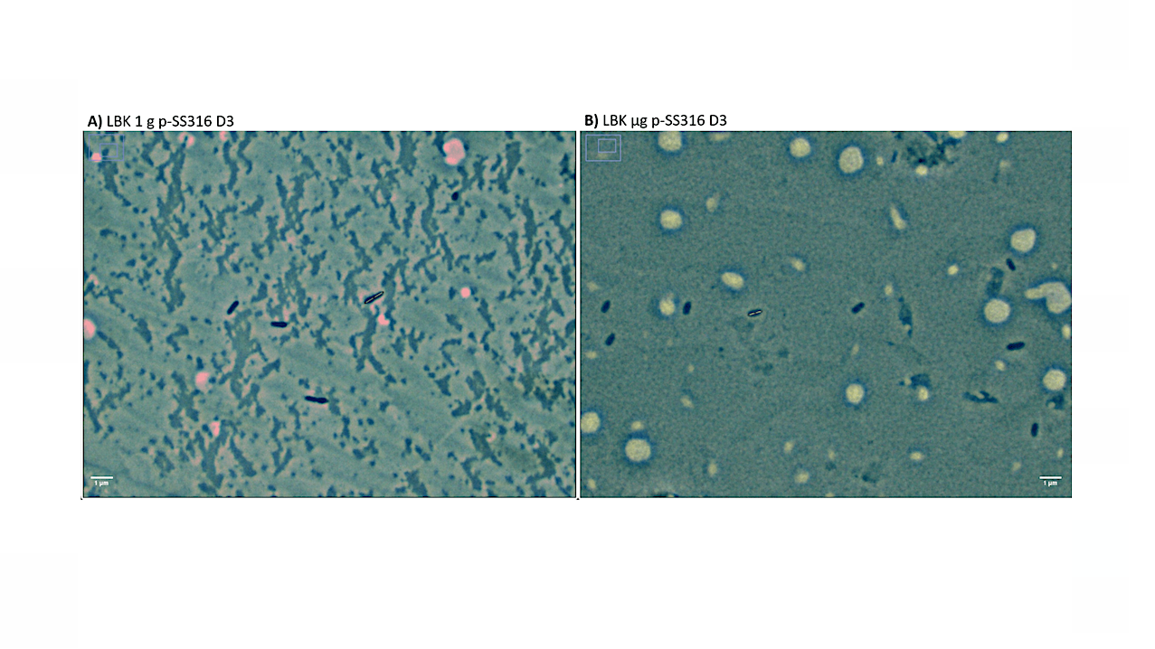 Se observa reducción del tamaño celular de Pseudomonas aeruginosa en cultivos planctónicos cultivados en la Estación Espacial Internacional